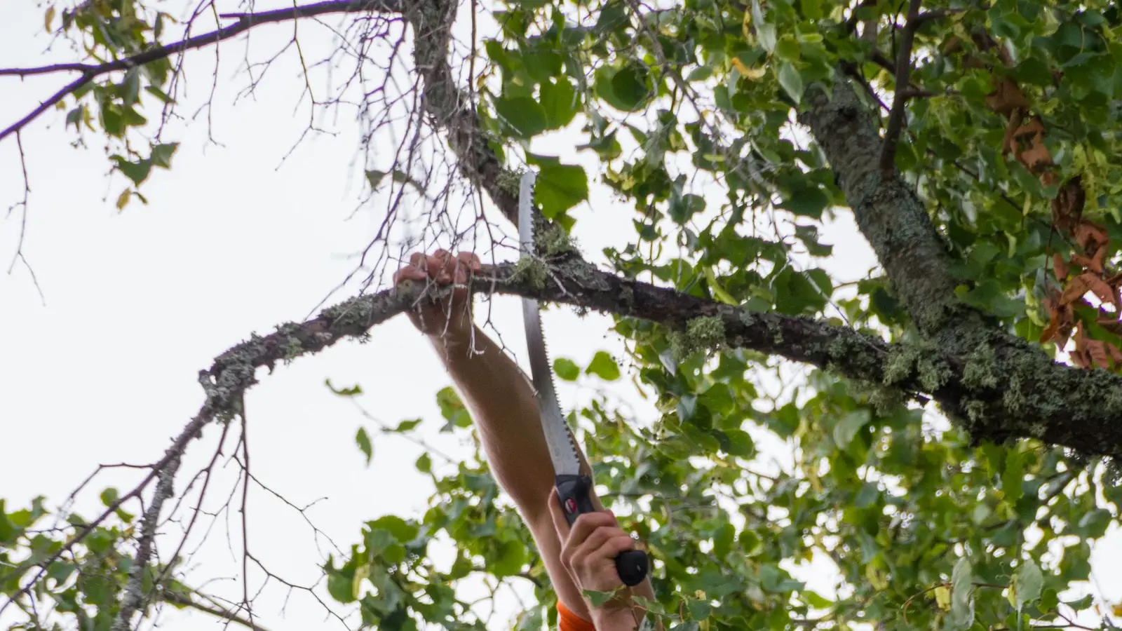 Arborist in a helmet and harness pruning leafy branches high in a tree canopy