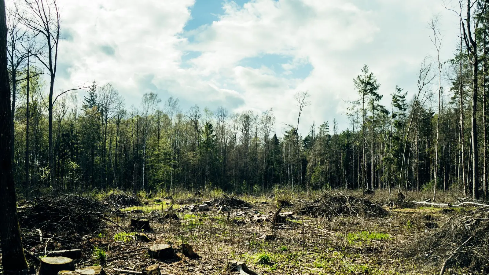 Partly cleared wooded lot with stumps and brush piles in front of standing trees