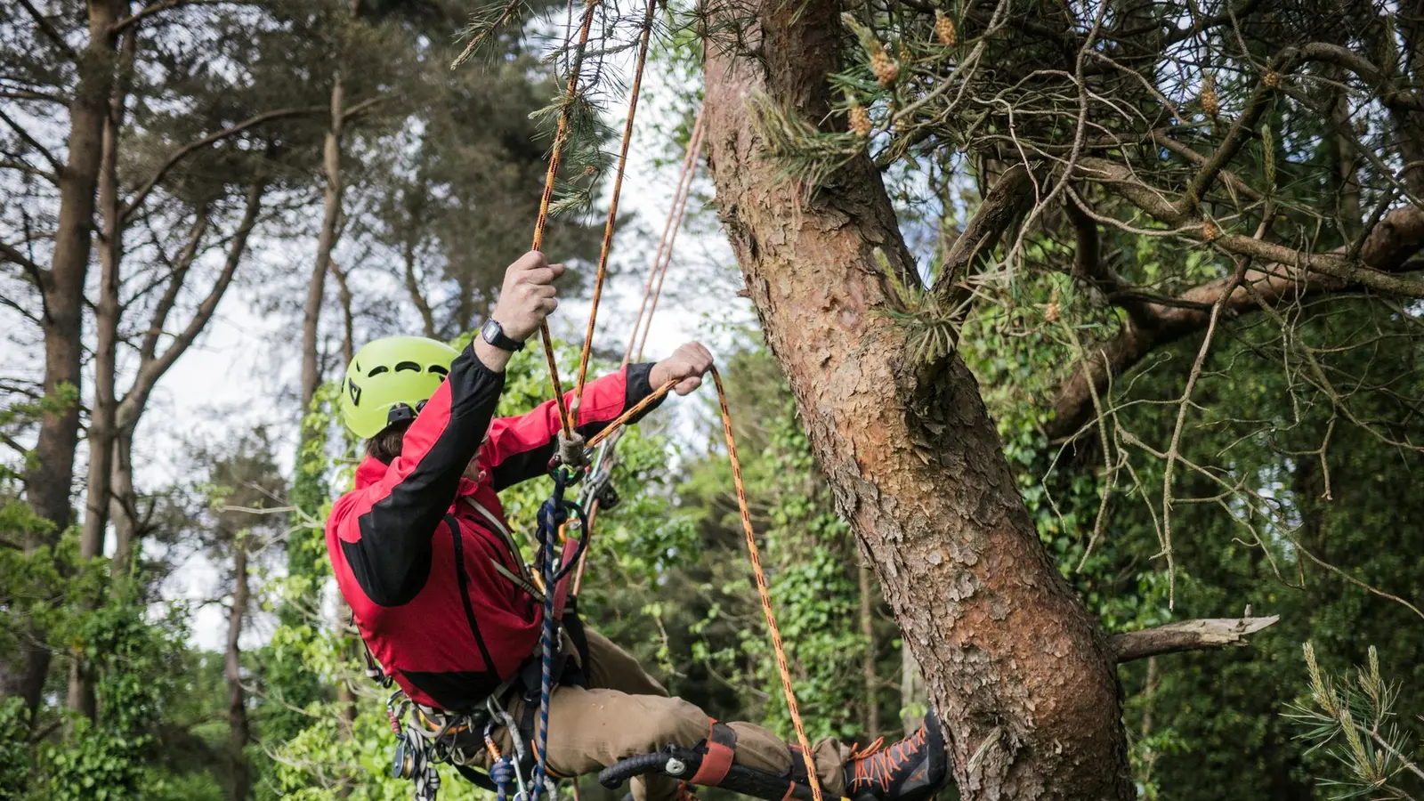 Climber in a red jacket and helmet ascending a tree on ropes