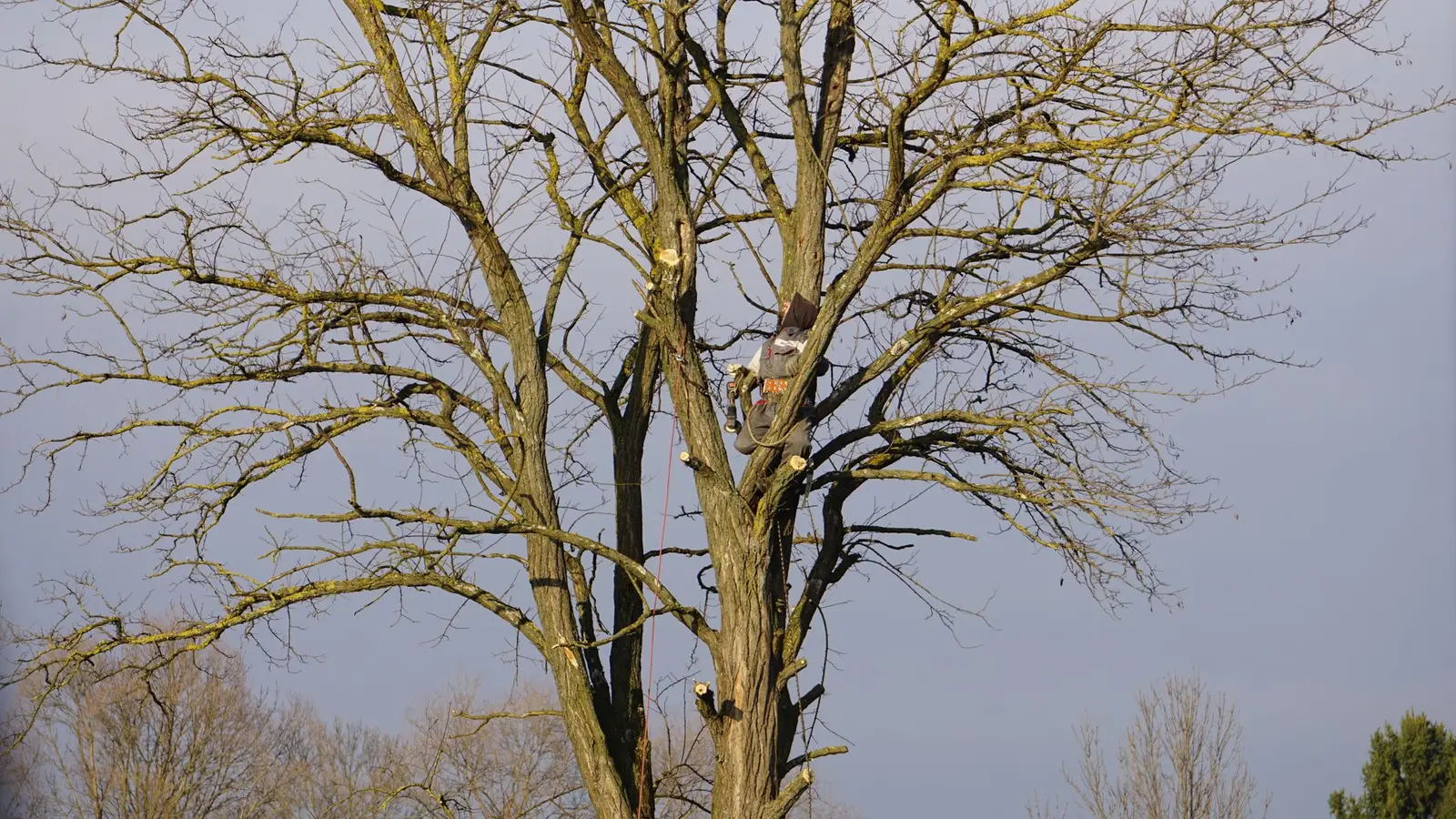 Climber working high in a tall bare tree under a gray sky