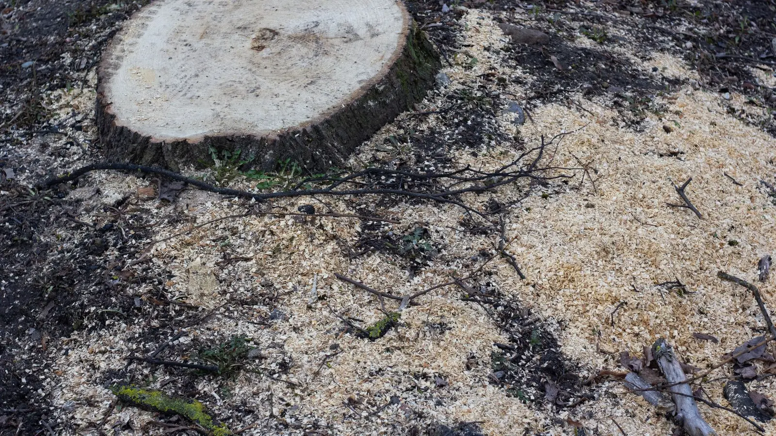 Freshly cut tree stump surrounded by sawdust and small branches