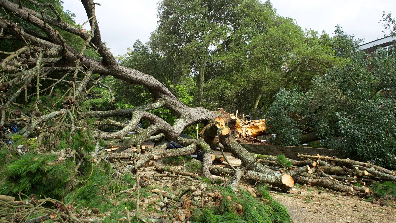 Large fallen tree with broken limbs and logs spread across a path