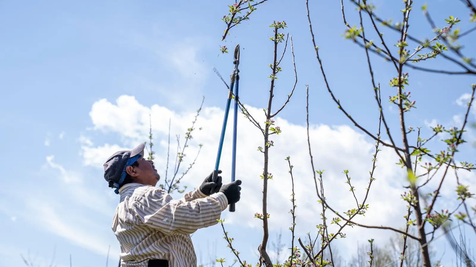 Man pruning young branches with long-handled loppers under a blue sky