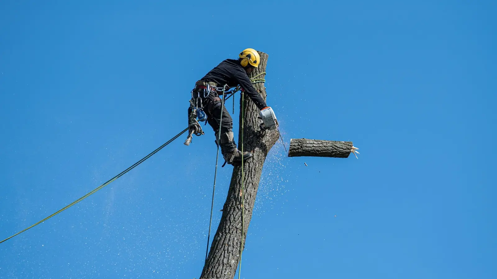 Roped-in arborist cutting a section off the top of a tree trunk against a clear blue sky