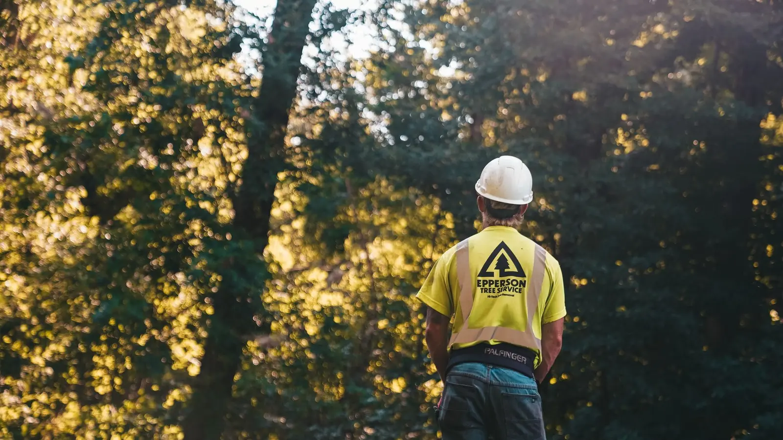 Tree worker in a white hard hat and safety shirt looking up at trees