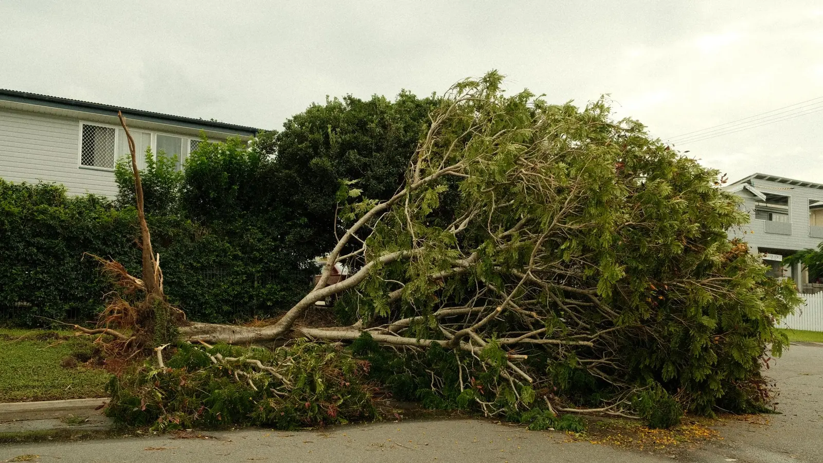 Uprooted tree lying across a suburban street after a storm
